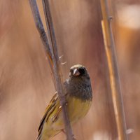 седоголовая овсянка (Emberiza spodocephala) :: Сергей Флетчер