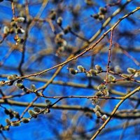 Май...Цветет верба! :: Владимир 