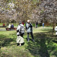 Снова к нам пришла весна,,, :: Анатолий Колосов