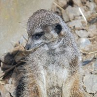 Опять двойка :: Андроник Александр 