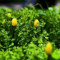 Жёлтые тюльпаны :: Юрий Гайворонскiий