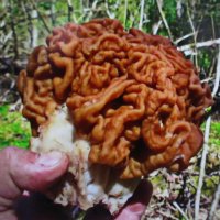 Строчок гигантский :: Людмила Смородинская