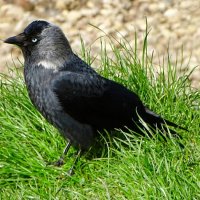 Галка :: Милешкин Владимир Алексеевич 