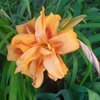 ......... :: Елена Шаламова