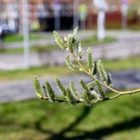 Апрельский этюд :: Валерий Иванович