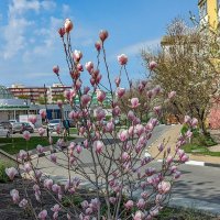 Весны цветение ... :: Ravile 