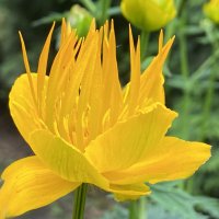 Купальница Ледебура :: Татьяна 