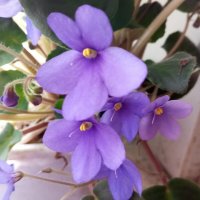 Мои фиалки :: Елена Семигина