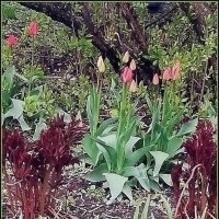 Весенние цветы на газоне :: Ольга Довженко