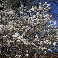 Магнолия звёздчатая :: Рита Симонова