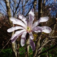 Магнолия звёздчатая :: Рита Симонова