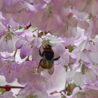 Весенняя пора :: Alexandеr P