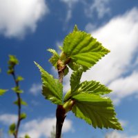 Молодые листочки. :: nadyasilyuk Вознюк