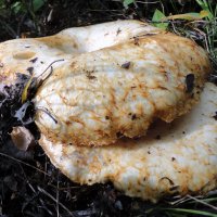 Грузди. :: nadyasilyuk Вознюк