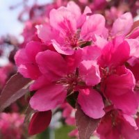 Яблоня декоративная :: Юлия 