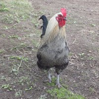 Петя :: Зоя Мишина