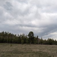 Одинокая сосна :: Андрей Хлопонин