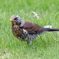 Дрозд рябинник :: Алексей Смирнов