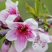 С Новым Днем Весны !  :: Валерий Кокорев