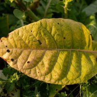 Лист табака :: Лилия 