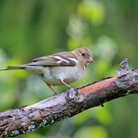 зяблик :: Andrey Bragin 