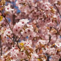 Сакура :: Мария К.