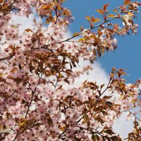 Сакура :: Мария К.