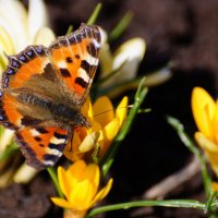 Весеннее. :: Сергей Ц