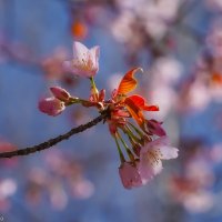 Цветущий апрель... :: Владимир Жданов