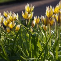 А хочется теплого солнца :: Anna-Sabina Anna-Sabina