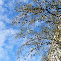 Апрель :: Наталья Герасимова