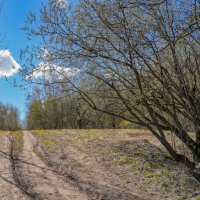 Палитра апреля... :: Владимир Жданов