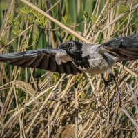 Гля, буду "Монтана" :: Игорь Протасов