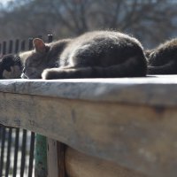 Крым. Коктебель. Спящие кошки :: Вячеслав Владимирович