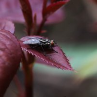 Муха :: Татьяна Салиева