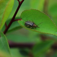 Ильмовый листоед :: Татьяна Салиева