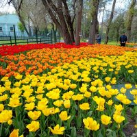 Тюльпаны в ростовском зоопарке... :: Нина Бутко
