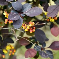 Апрель. Барбарис :: Павленко Михаил 