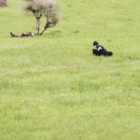 первые цветы :: Olga 