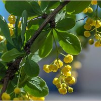 Про лето... :: Aquarius - Сергей