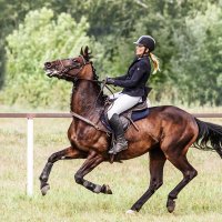 Конкур :: SanSan 