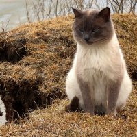 Сёма :: Valentina K