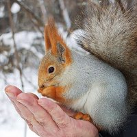Добрые руки :: Галина Нестратова