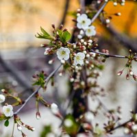 Вишня распускается :: Валерий Иванович