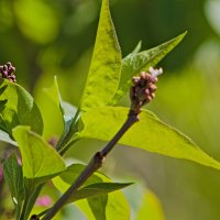 зелень :: Giant Tao /