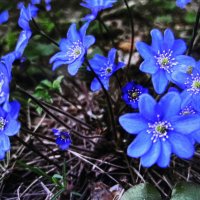 Печёночница :: Людмила Смородинская