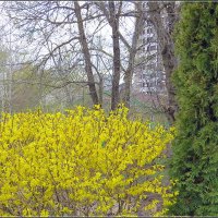 Форзиция :: Сеня Белгородский Форзиция :: Сеня Белгородский