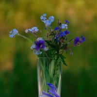 Полевые цветы. :: nadyasilyuk Вознюк