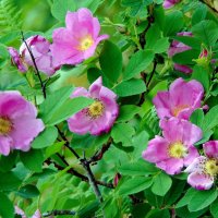 Про шиповник. :: nadyasilyuk Вознюк