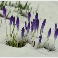 *** :: Aleksandr Gal